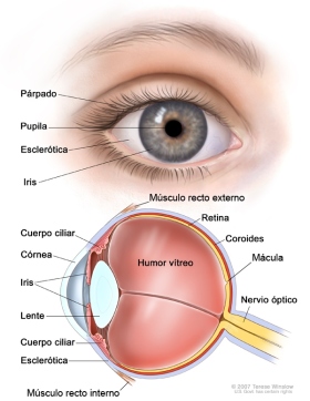 partes-del-ojo (2)